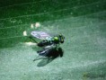 /album/diptera/mosca-metalica-microchrysa-flaviventris-2-jpg/